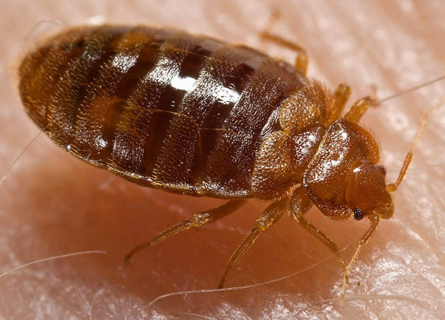 California Bed Bug Injury Lawyer